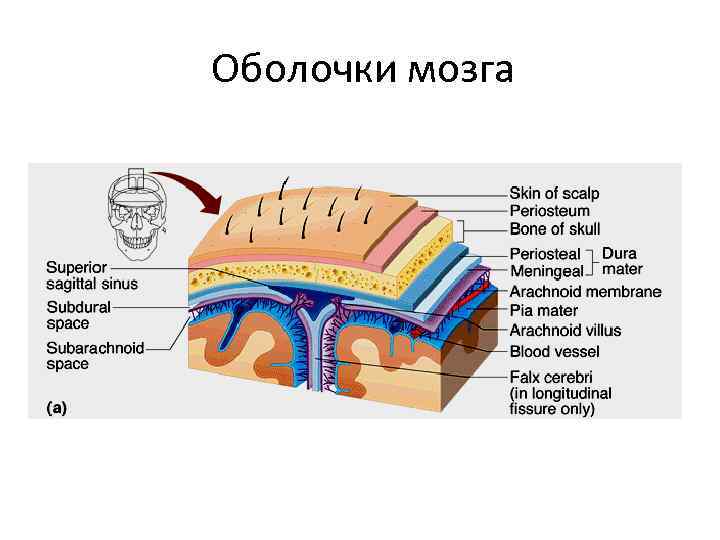 Оболочки мозга 