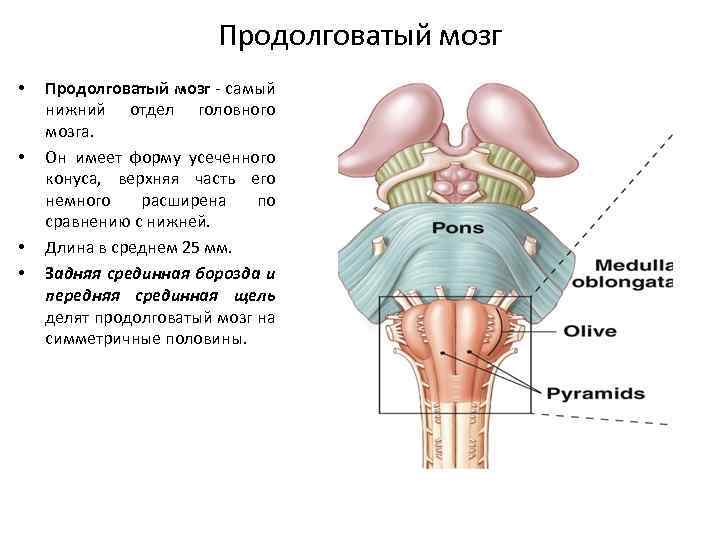 Продолговатый мозг строение отдела. Продолговатый мозг анатомия строение. Продолговатый мозг ядра Гайворонский. Внутреннее строение продолговатого мозга ядра. Бугорки продолговатого мозга.