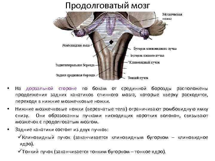 Продолговатый мозг • • • На дорзальной стороне по бокам от срединной борозды расположены