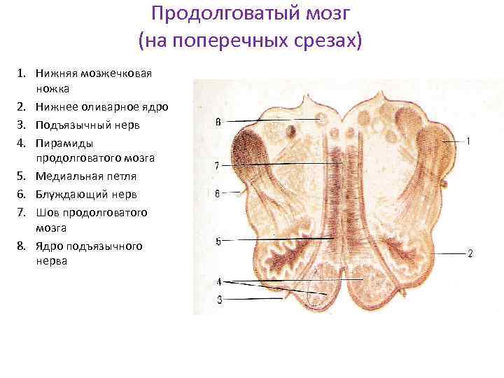 Срез продолговатого мозга схема