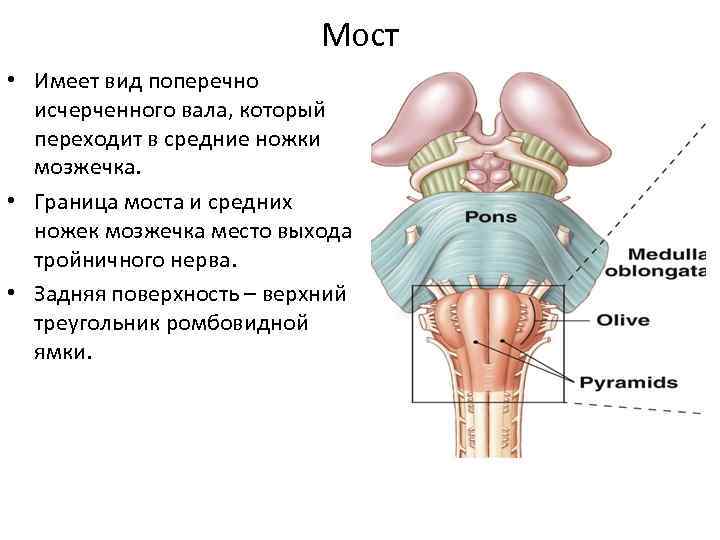 Задний мозг презентация