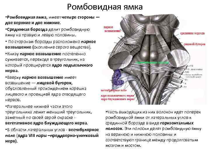 Ромбовидная ямка ядра