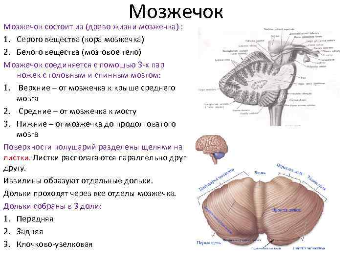 Мозжечок отвечает за. Мозжечок строение доли. Мозжечок анатомия функции. Функции частей мозжечка. Строение мозжечка человека.