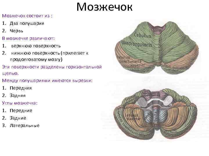 Мозжечок функции. Мозжечок анатомия функции. Мозжечок функции мозжечка. Мозжечок червь и 2 полушария. Функции мозжечка головного мозга таблица.