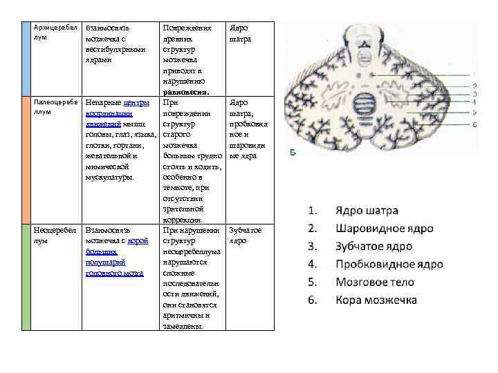  Архицеребел лум Взаимосвязь Повреждения древних структур мозжечка приводят к нарушению равновесия. Палеоцеребе Непарные