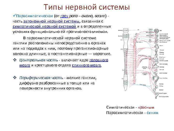 6 типов нервной системы