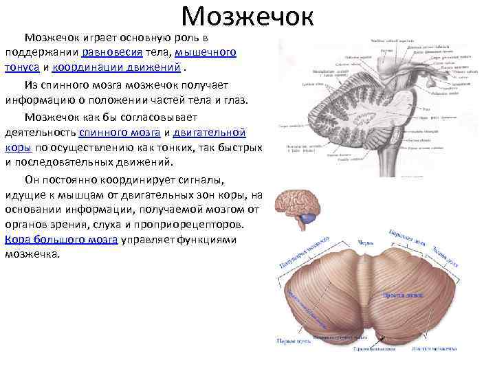 Мозжечок анатомия схема