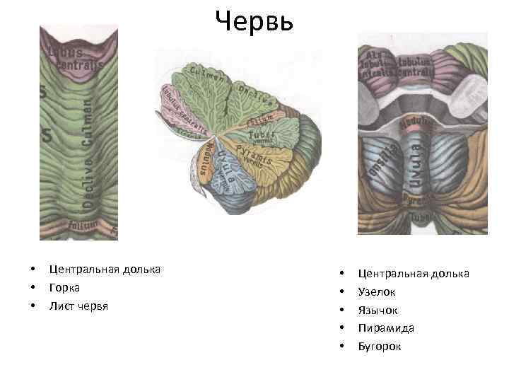 Червь • • • Центральная долька Горка Лист червя • • • Центральная долька
