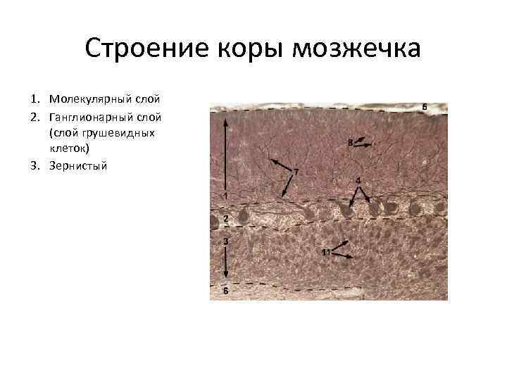 Строение коры мозжечка 1. Молекулярный слой 2. Ганглионарный слой (слой грушевидных клеток) 3. Зернистый