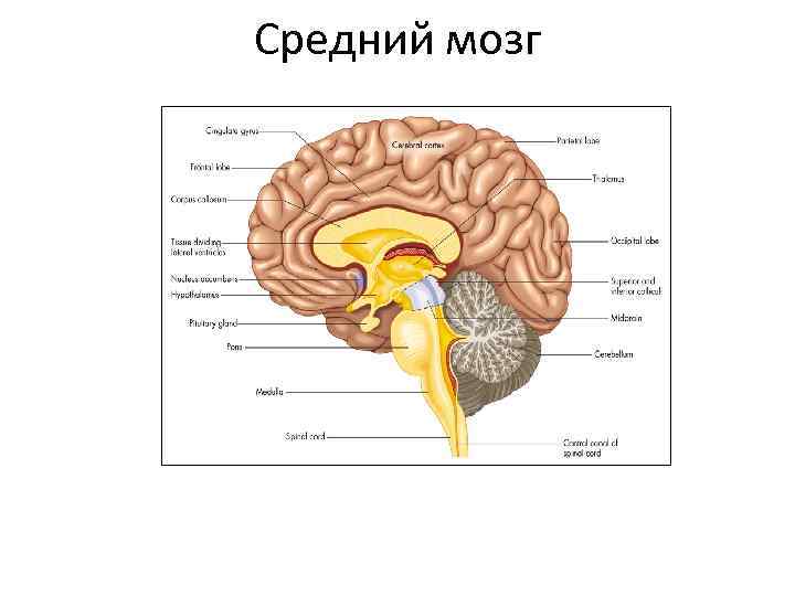 Смешные картинки про нервную систему