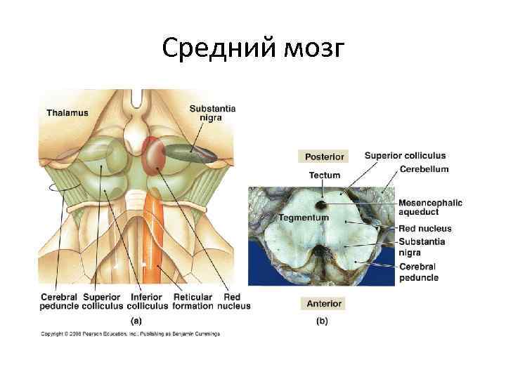 Средний мозг 