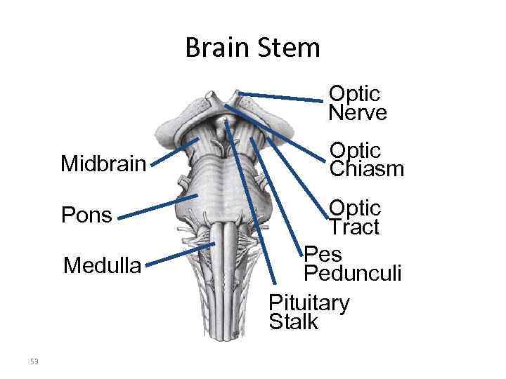 Brain Stem Optic Nerve Midbrain Pons Medulla 53 Optic Chiasm Optic Tract Pes Pedunculi