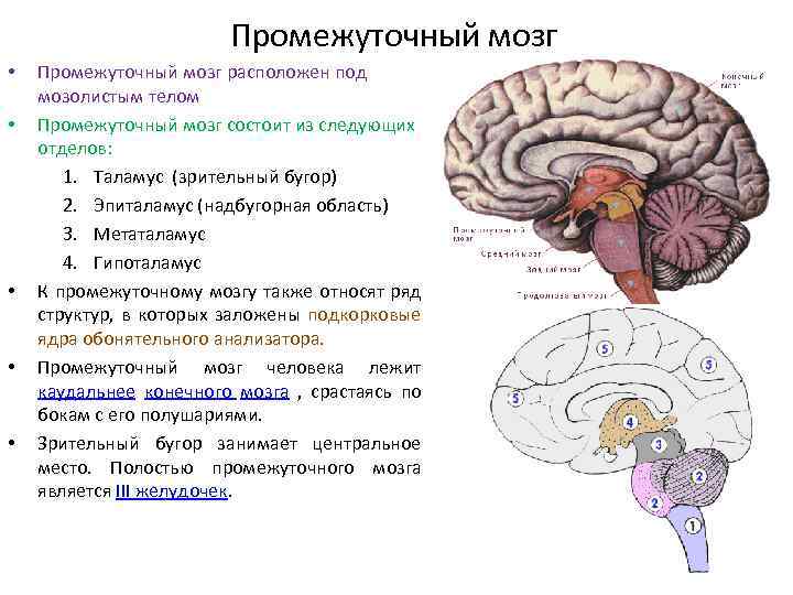 В промежуточном мозге расположены центры