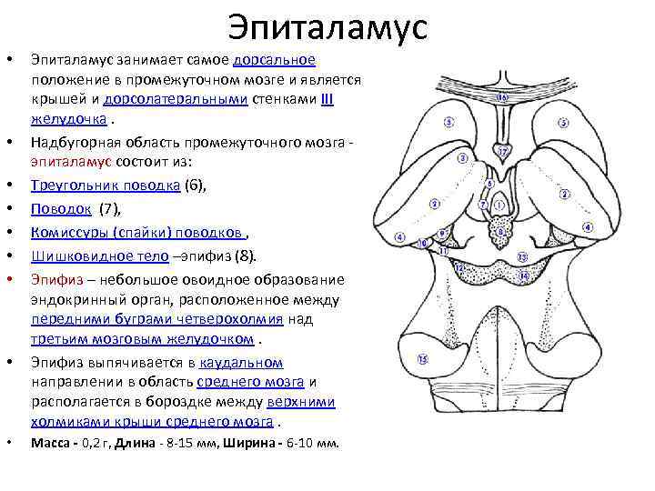 Спайка поводков. Метаталамус промежуточного мозга функции. Ядра эпиталамуса анатомия. Поводки промежуточного мозга. Эпиталамус надбугорная область.