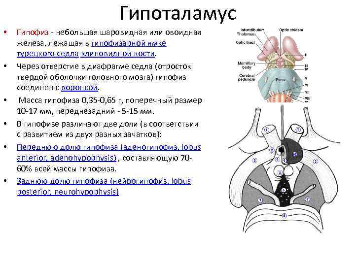 Гипоталамус на схеме мозга