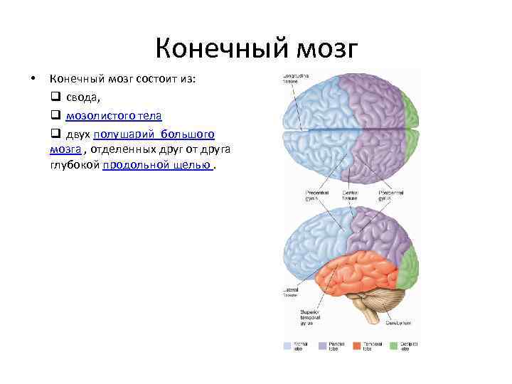 Из чего состоят мозги. Конечный мозг состоит из двух полушарий. Из чего состоит конечный мозг. Два полушария конечного мозга. Большой конечный мозг состоит из.