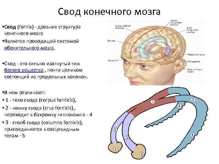 К заднему мозгу относится