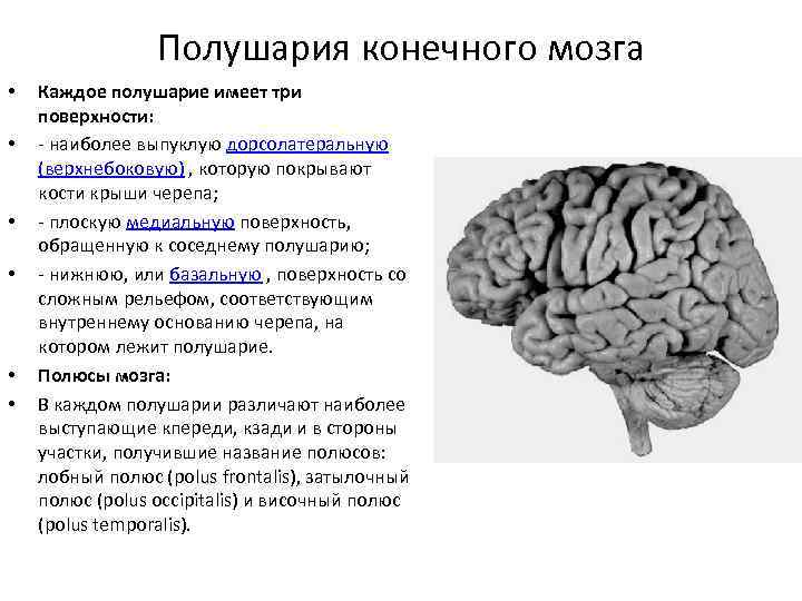 Тест головного полушария. Большие полушария головного мозга.