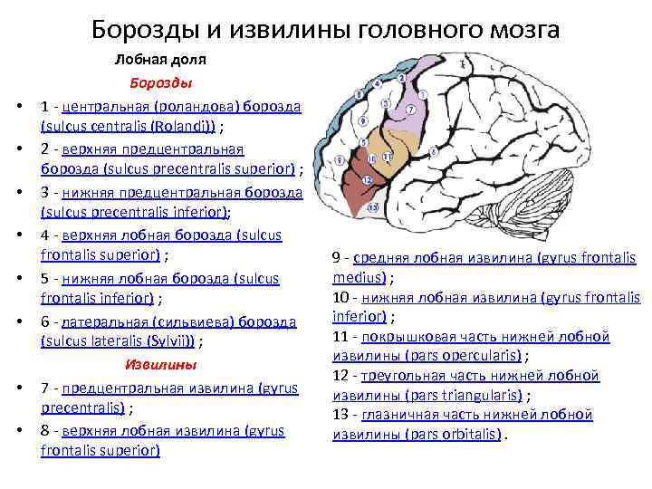 Извилины долей мозга. Анатомия коры головного мозга доли борозды извилины. Основные борозды и извилины долей головного мозга таблица. Строение лобной доли конечного мозга. Борозды ВЕРХНЕЛАТЕРАЛЬНОЙ поверхности головного мозга.