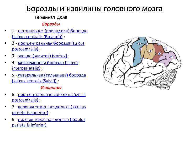 Функции извилин. Доли борозды и извилины головного мозга.