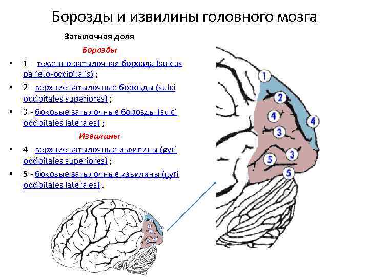 Шпорная борозда мозга. Шпорная борозда анатомия. Борозды затылочной доли.