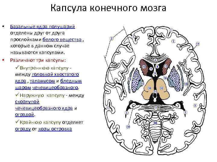 Строение внутренней капсулы головного мозга схема