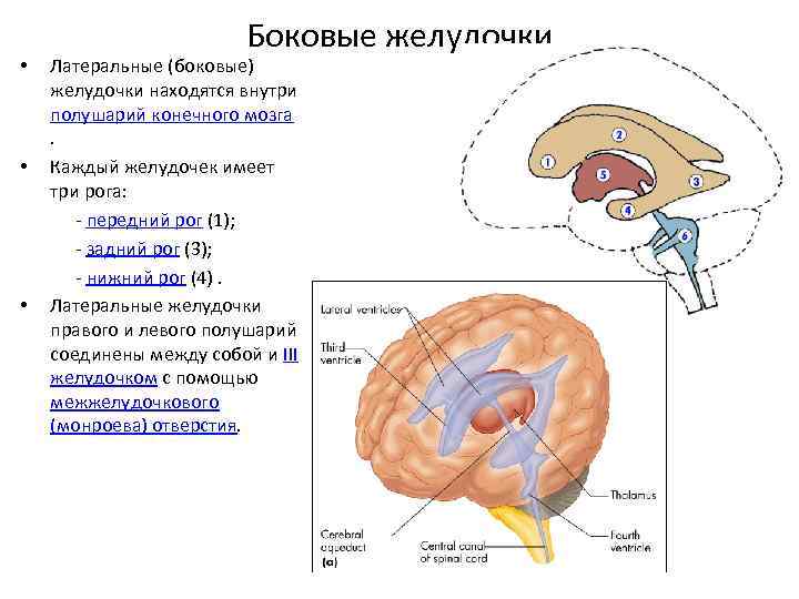 Боковые желудочки мозга передние рога