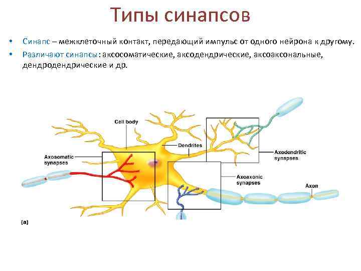 Аксосоматический синапс схема