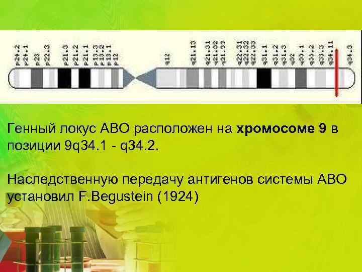 Генный локус АВО расположен на хромосоме 9 в позиции 9 q 34. 1 -