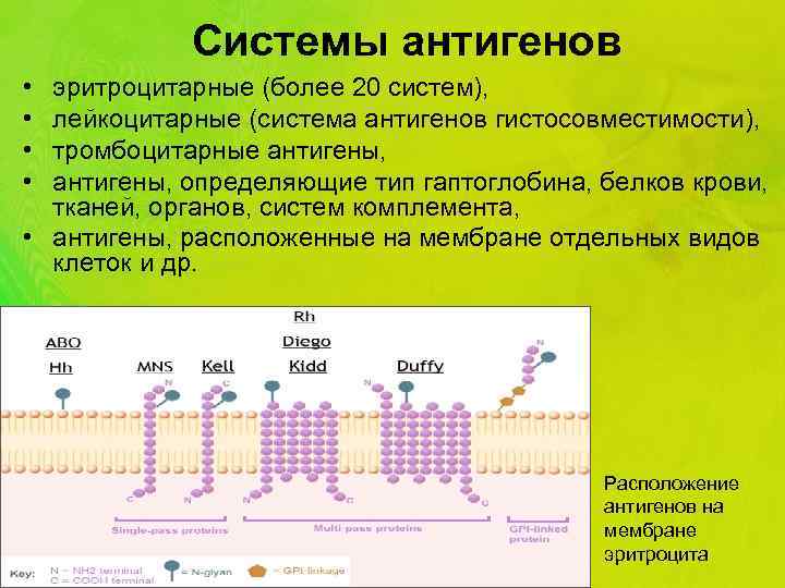 Системы антигенов • • эритроцитарные (более 20 систем), лейкоцитарные (система антигенов гистосовместимости), тромбоцитарные антигены,