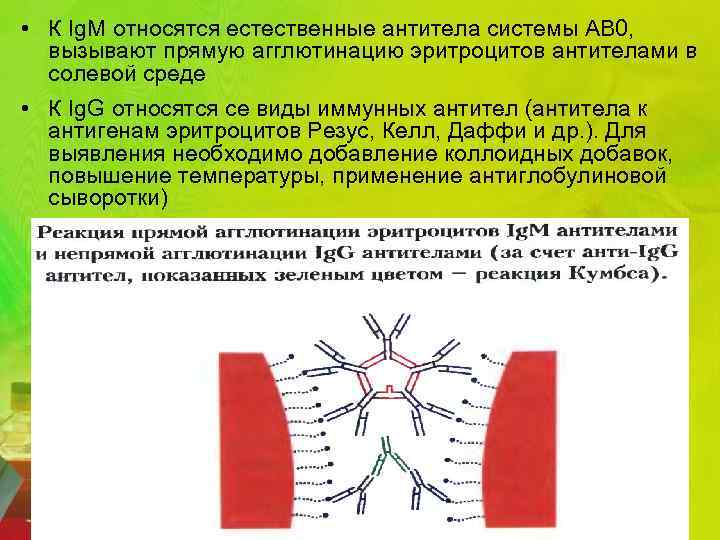  • К Ig. M относятся естественные антитела системы АВ 0, вызывают прямую агглютинацию