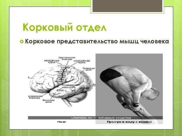 Корковый отдел  Корковое  представительство мышц человека 