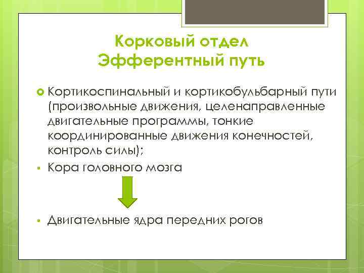   Корковый отдел  Эфферентный путь  Кортикоспинальный  и кортикобульбарный пути (произвольные