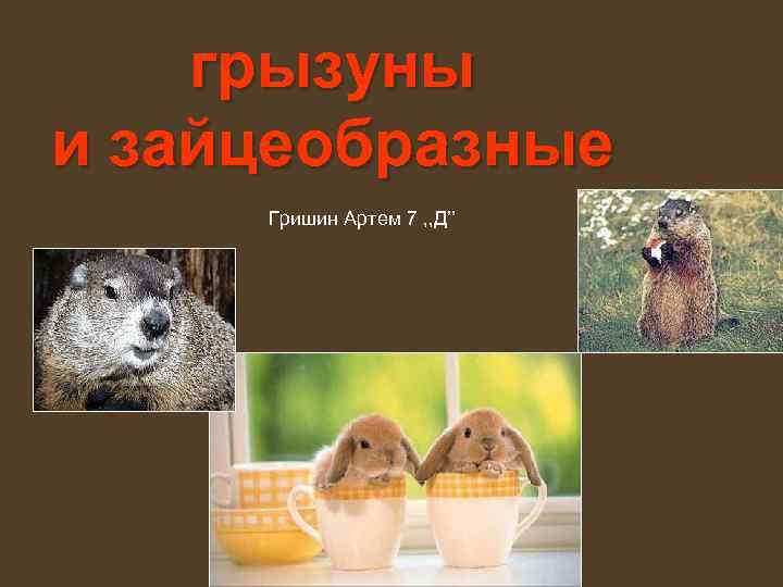   грызуны и зайцеобразные Гришин Артем 7 , , Д’’ 