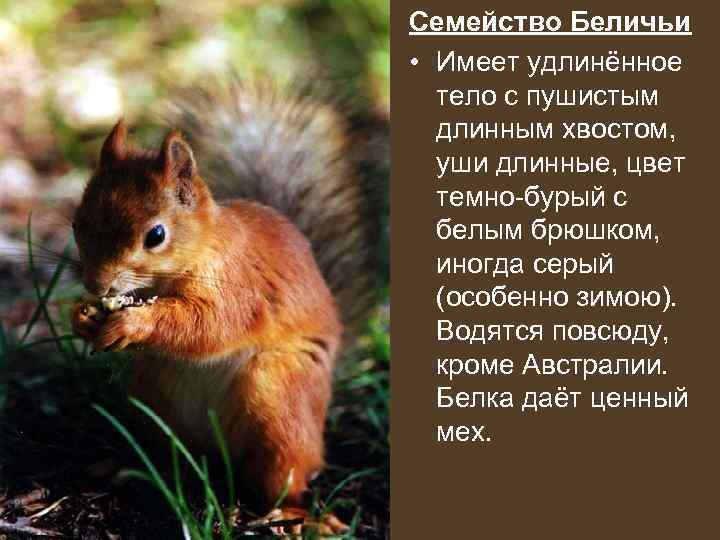 Семейство Беличьи • Имеет удлинённое  тело с пушистым  длинным хвостом, уши длинные,