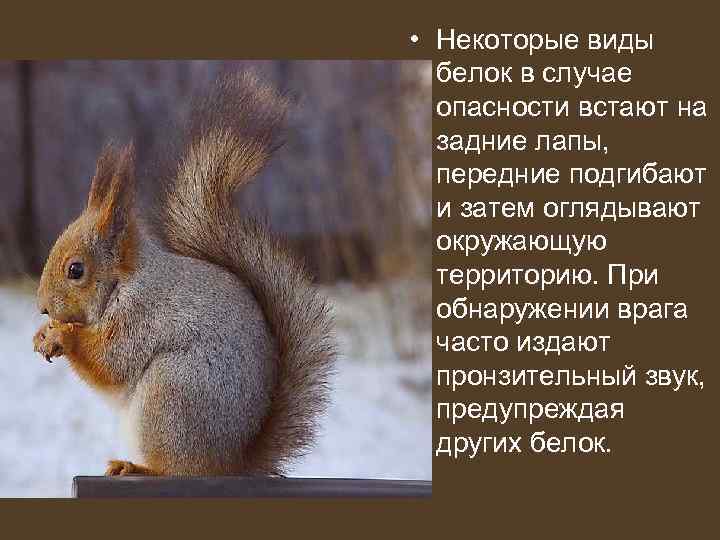  • Некоторые виды  белок в случае опасности встают на  задние лапы,