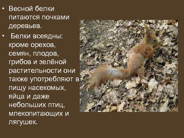  • Весной белки  питаются почками  деревьев.  •  Белки всеядны: