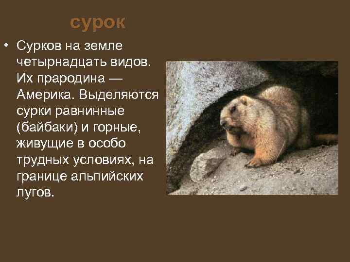    сурок • Сурков на земле  четырнадцать видов. Их прародина —