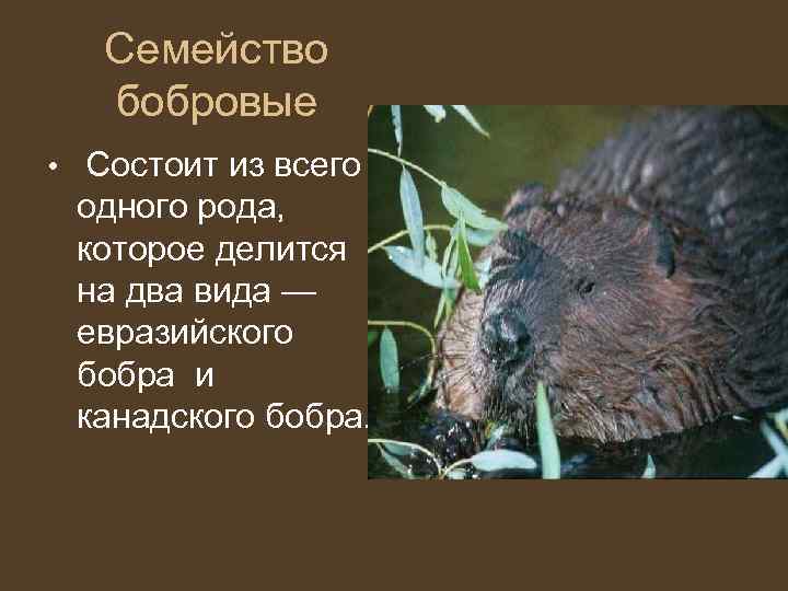   Семейство бобровые •  Состоит из всего  одного рода,  которое