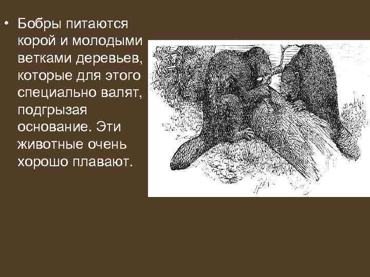  • Бобры питаются  корой и молодыми  ветками деревьев, которые для этого