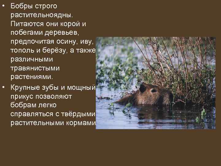  • Бобры строго  растительноядны. Питаются они корой и  побегами деревьев, предпочитая