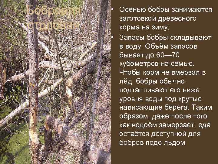 Бобровая • Осенью бобры занимаются    заготовкой древесного столовая корма на зиму.