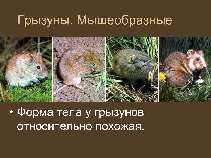  Грызуны. Мышеобразные • Форма тела у грызунов  относительно похожая. 