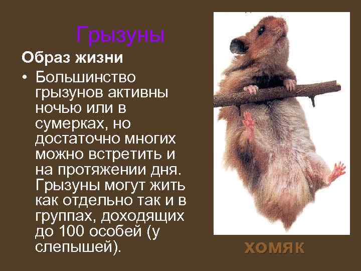   Грызуны Образ жизни • Большинство  грызунов активны  ночью или в