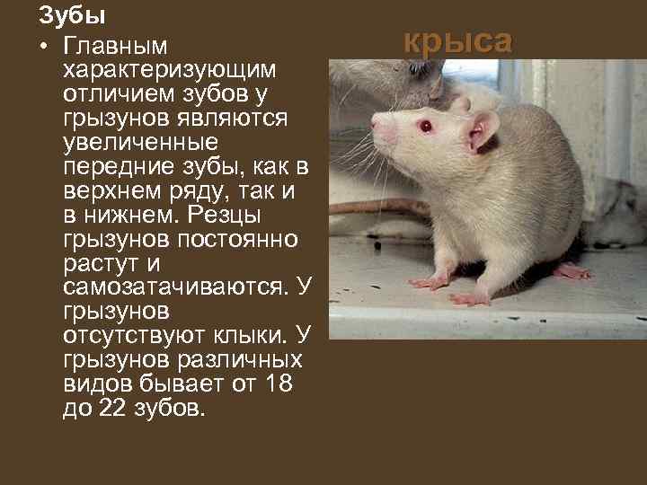 Зубы • Главным   крыса  характеризующим  отличием зубов у  грызунов