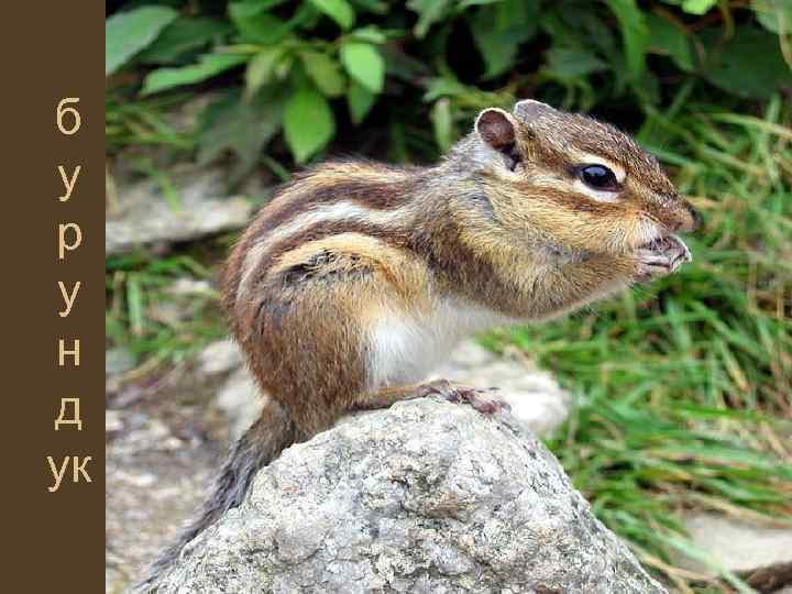 б у р у н д ук 