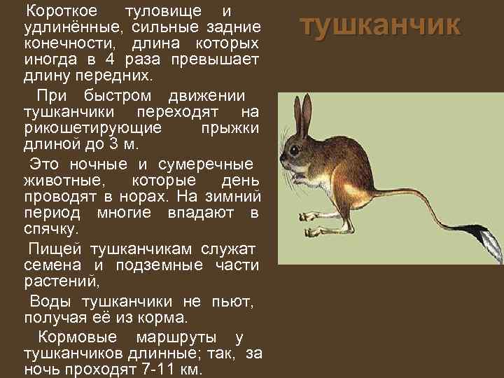  Короткое туловище и     тушканчик  удлинённые,  сильные задние