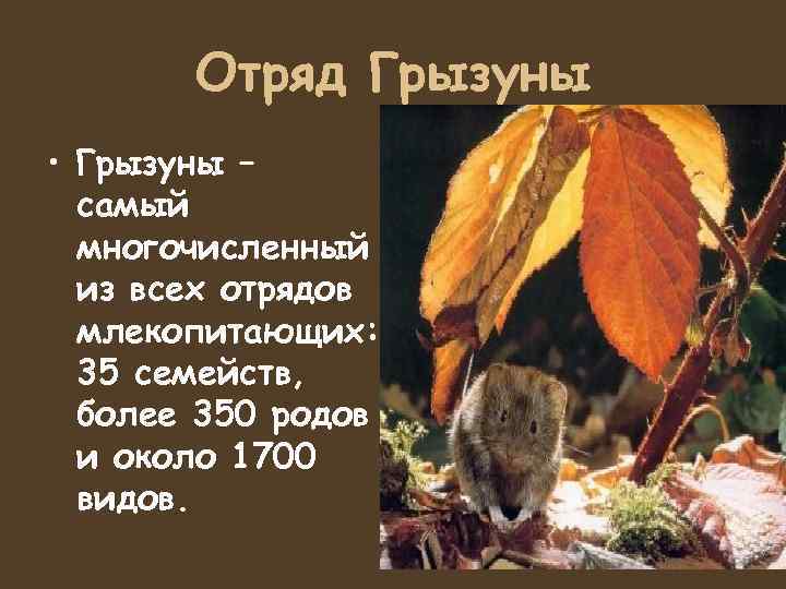   Отряд Грызуны • Грызуны –  самый  многочисленный  из всех