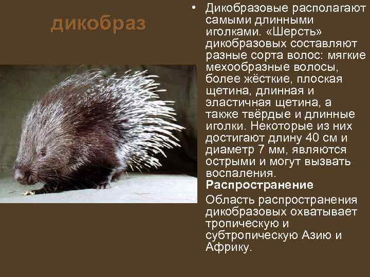   • Дикобразовые располагают дикобраз самыми длинными    иголками.  «Шерсть»