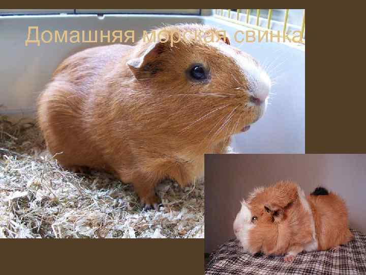 Домашняя морская свинка 